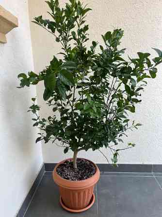 Orange tree for sale Dubai
