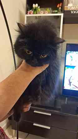 Black Furry Kitten Dubai