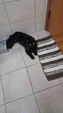 Black Furry Kitten Dubai